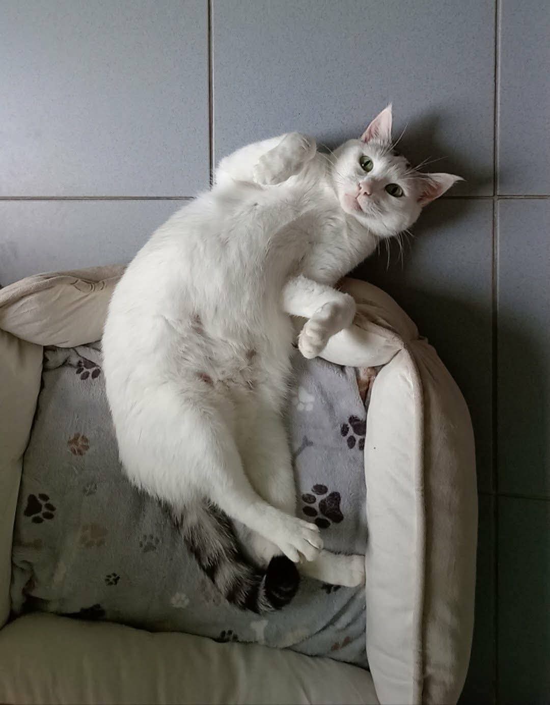 Blanche