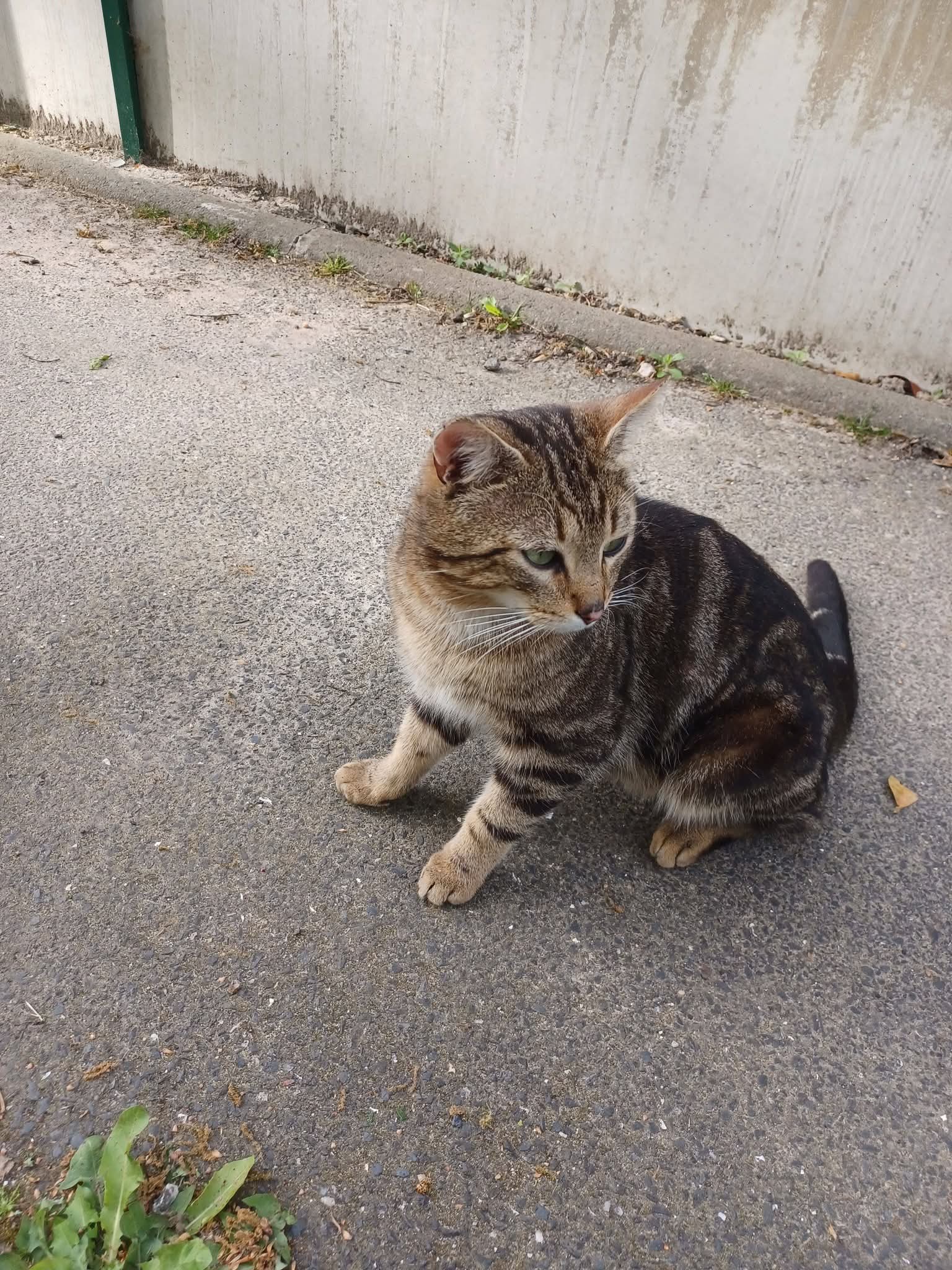 À qui est ce chat 🤔😿