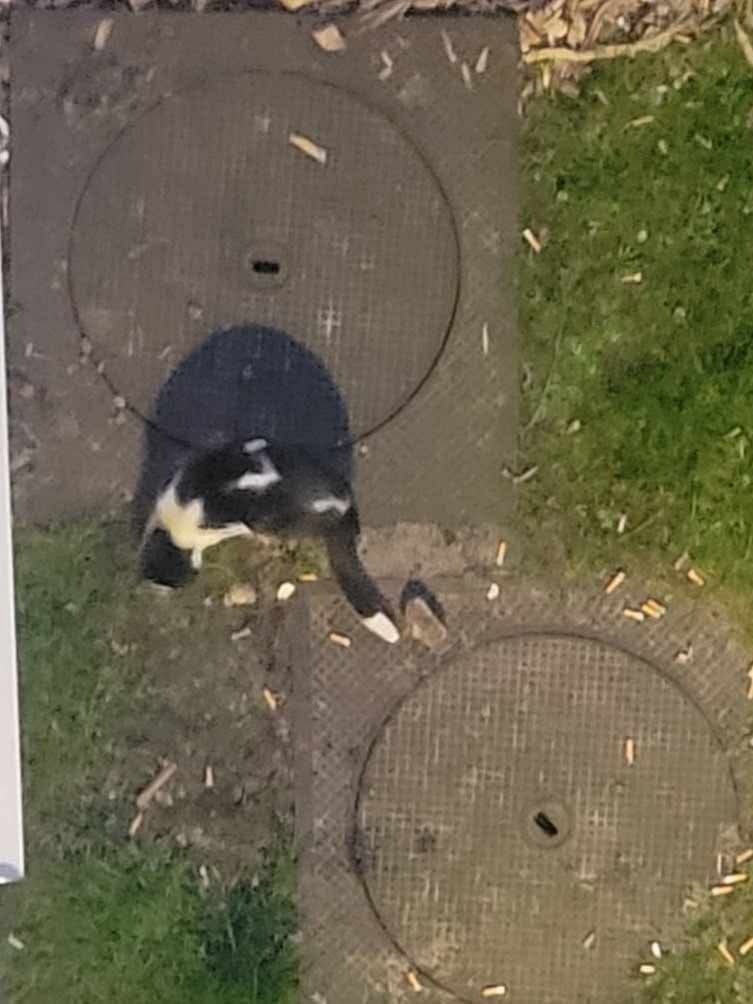 À qui est ce chat 🤔😿
