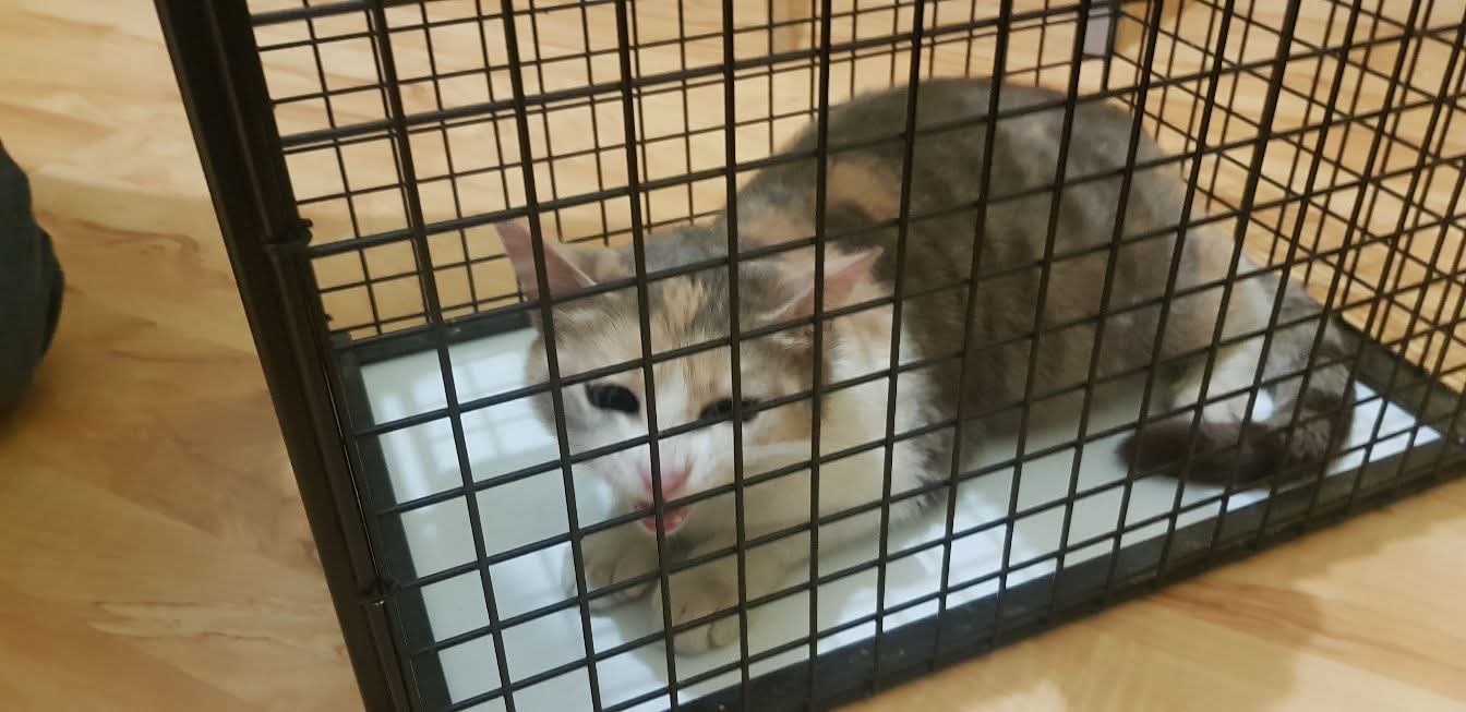 minette gestante non identifiée
