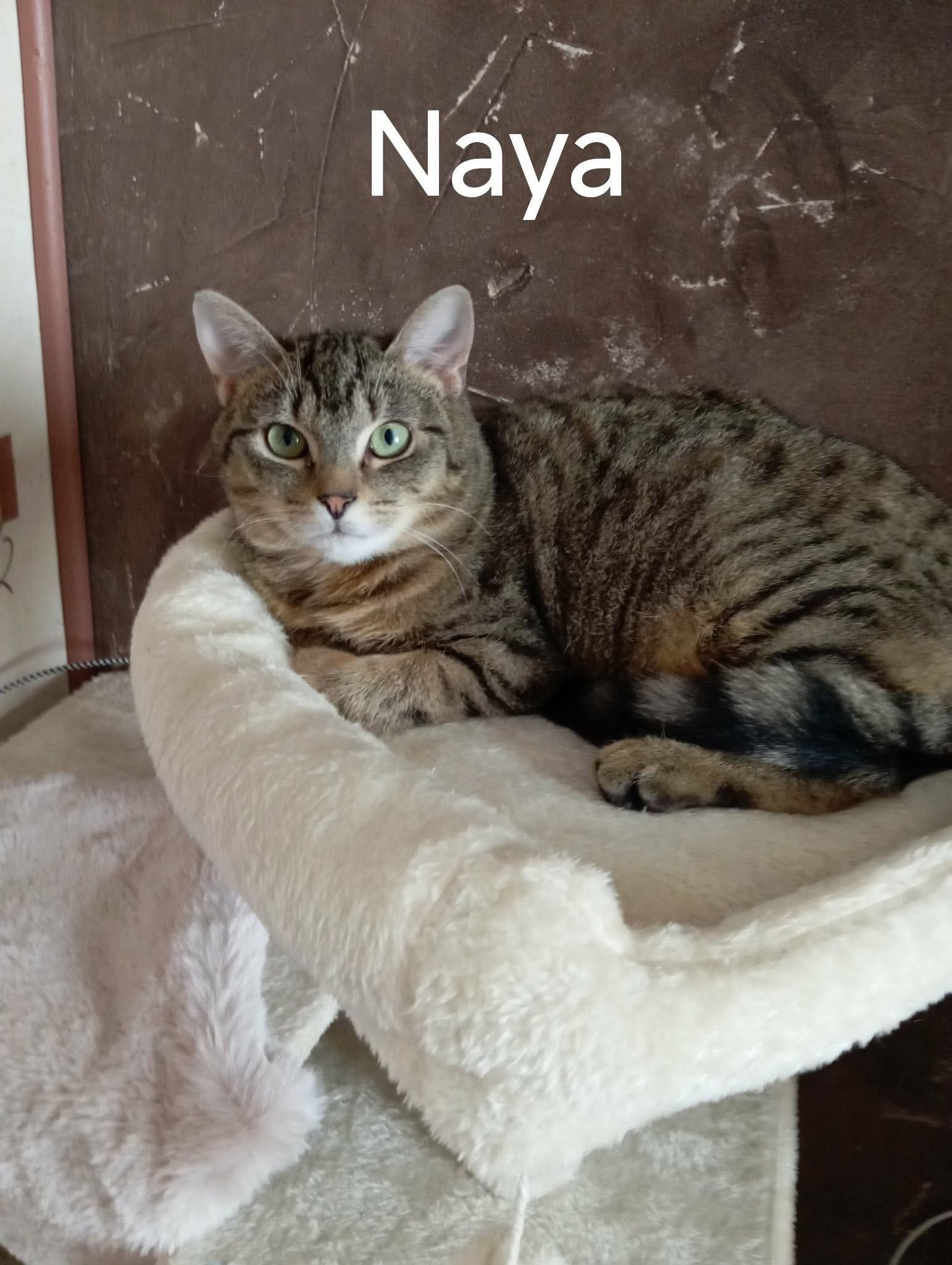 naya