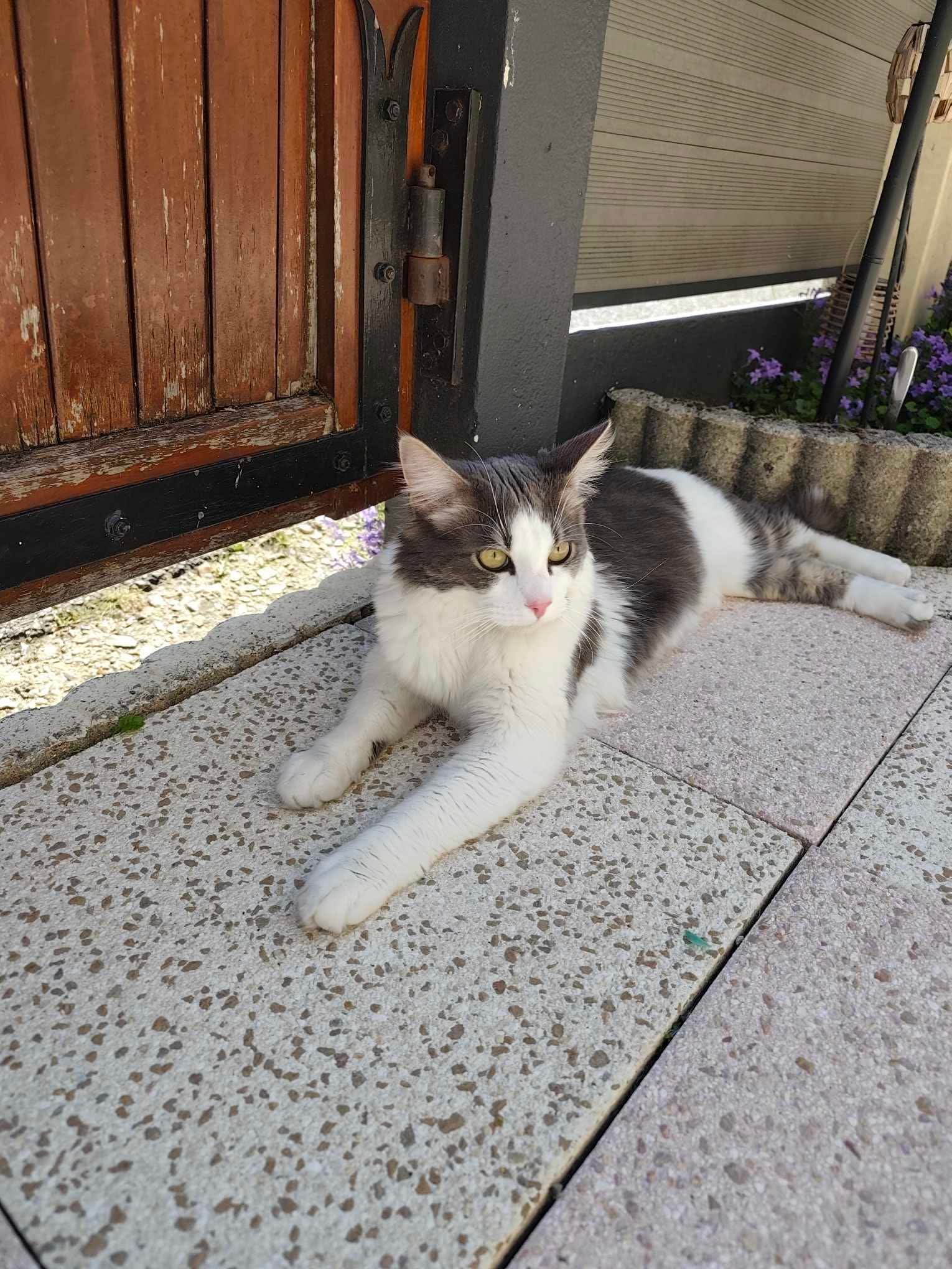 chat trouvé