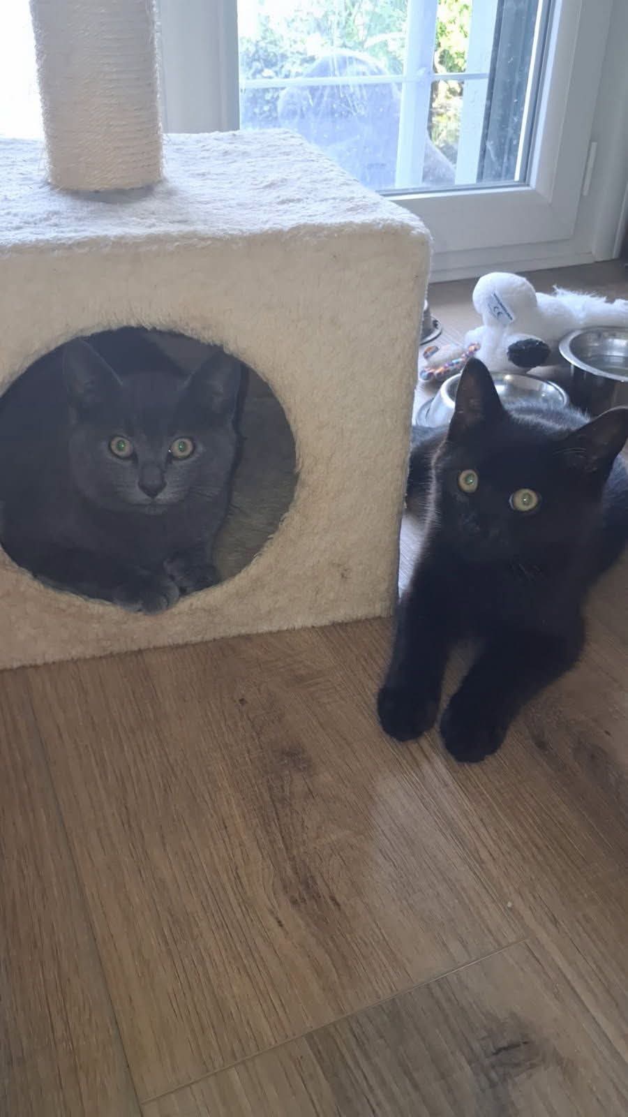 ⚠️ Ils ont été adoptés 😺