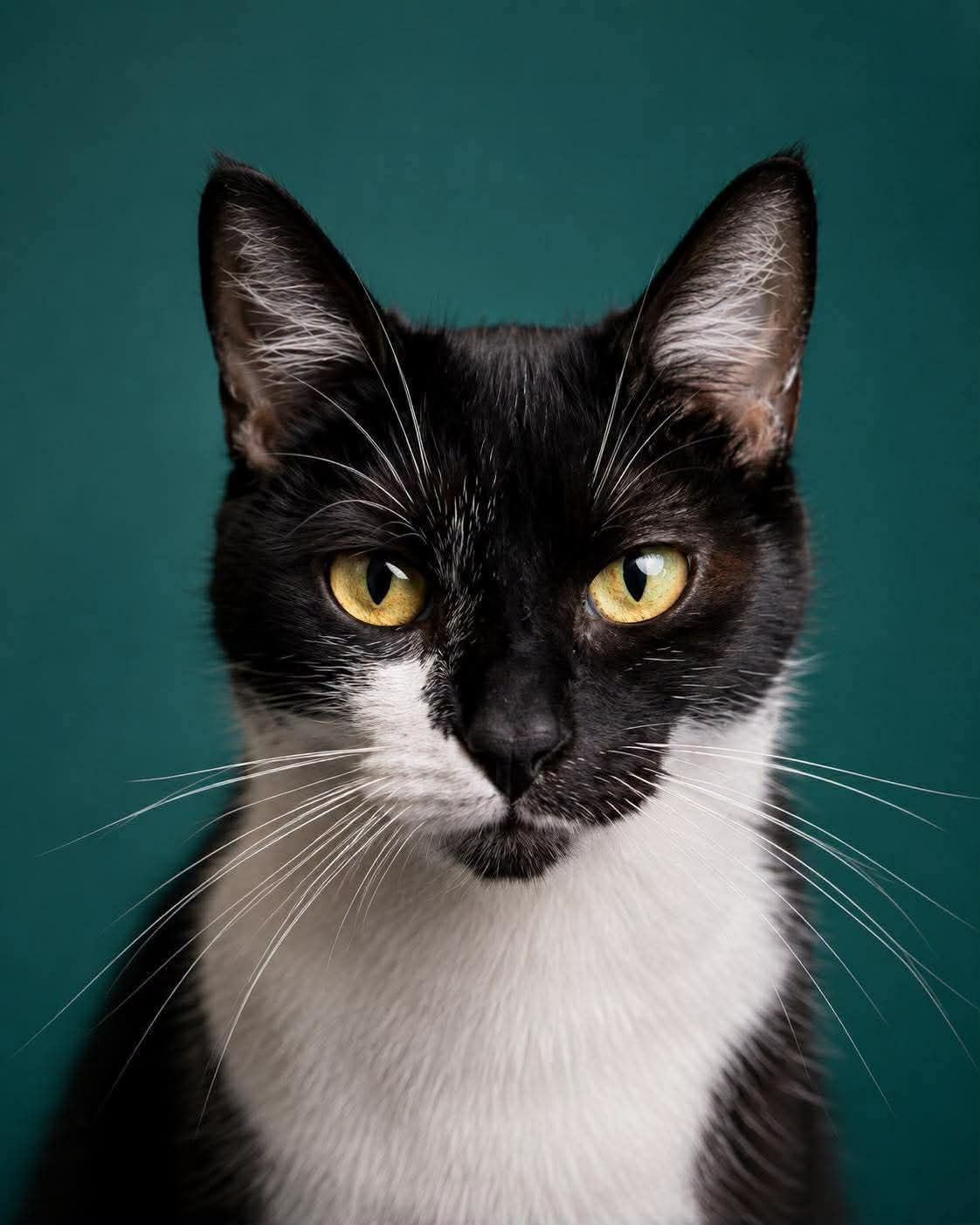 A l’ adoption