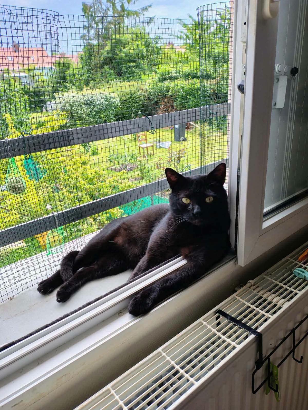 A l’ adoption