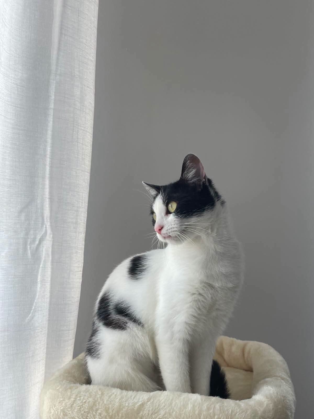 Chausette