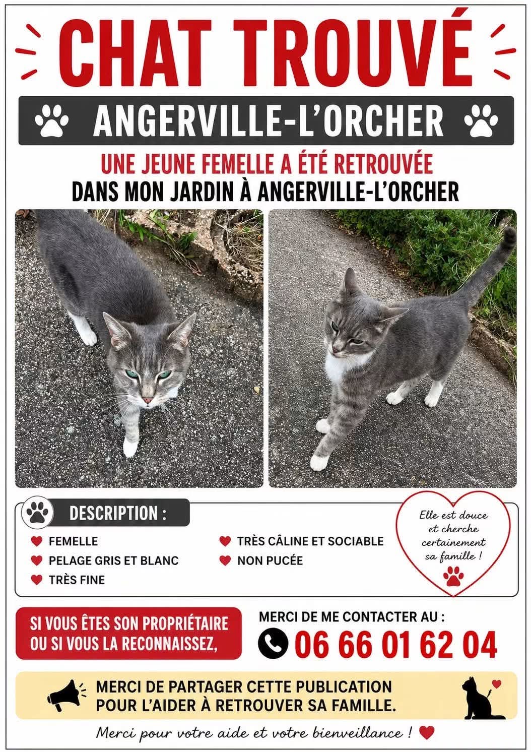 Chat trouvé