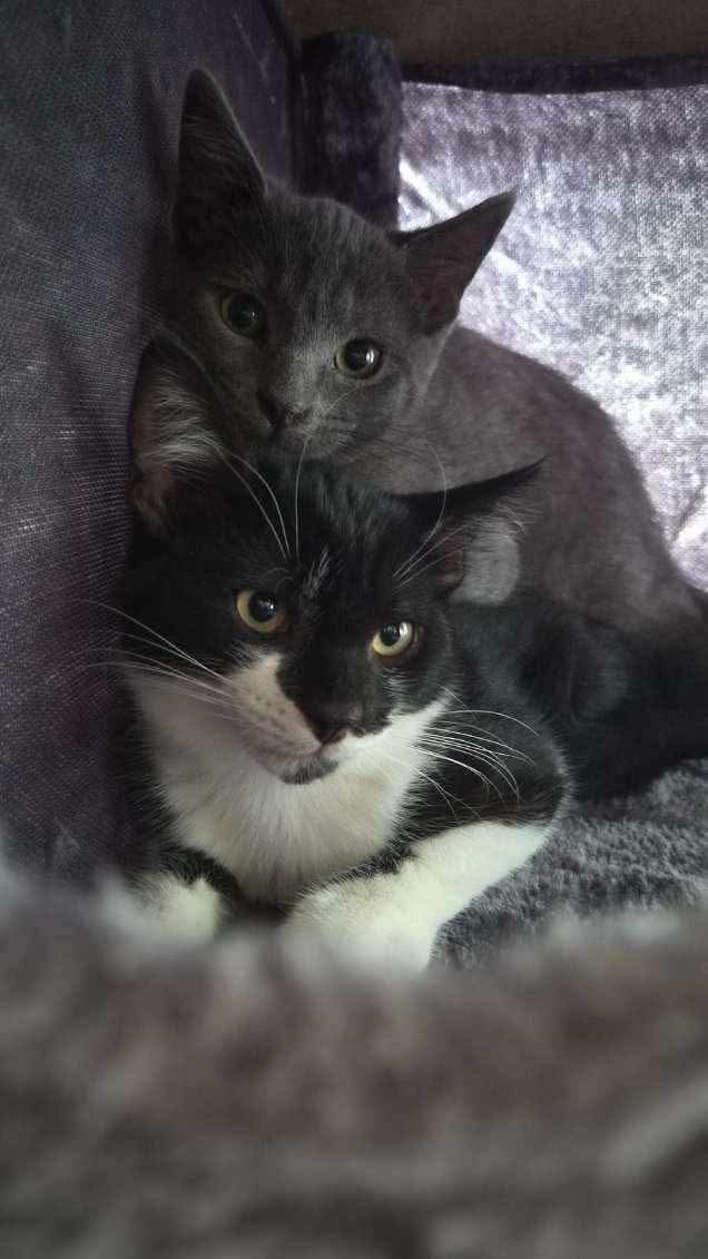 Adoptions