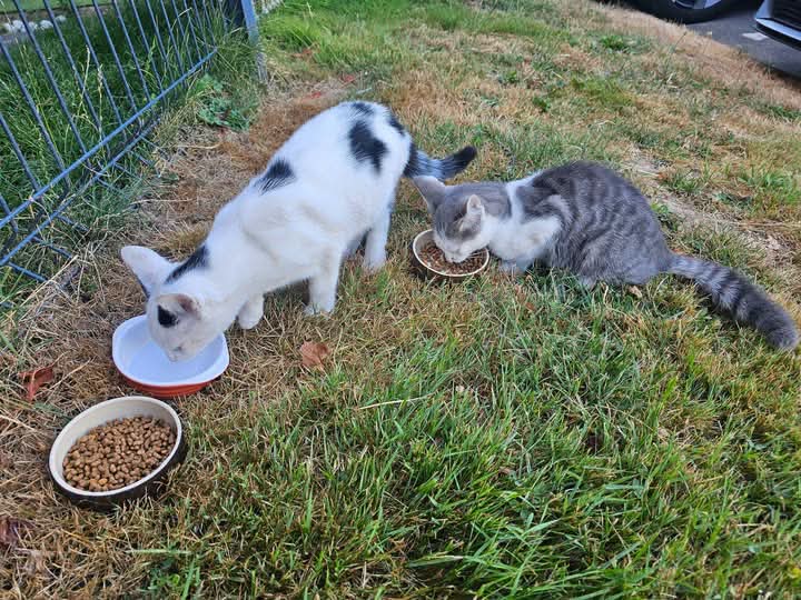 Deux jeunes chatons ont été retrouvés
