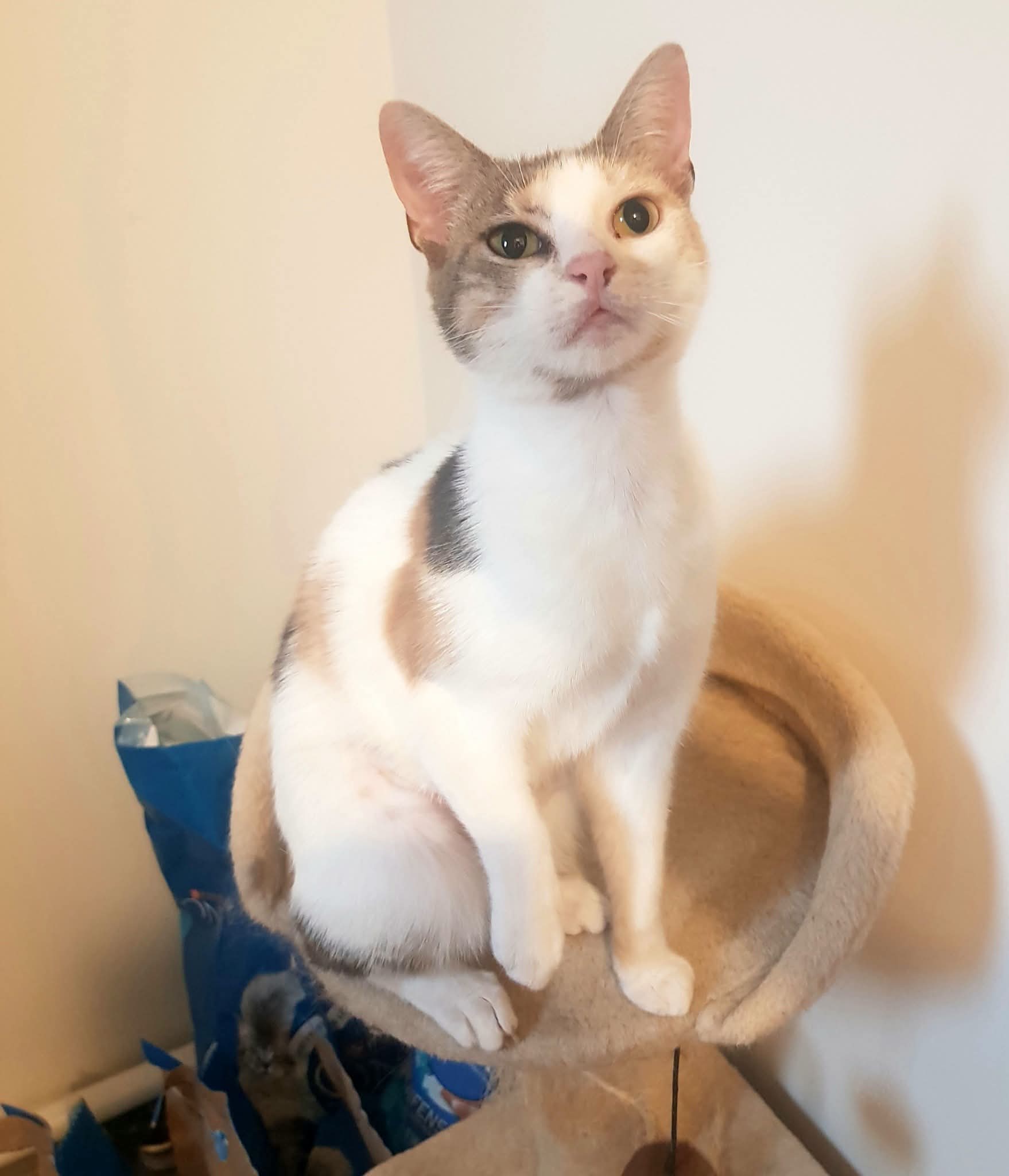 ELLE A ÉTÉ ADOPTÉE