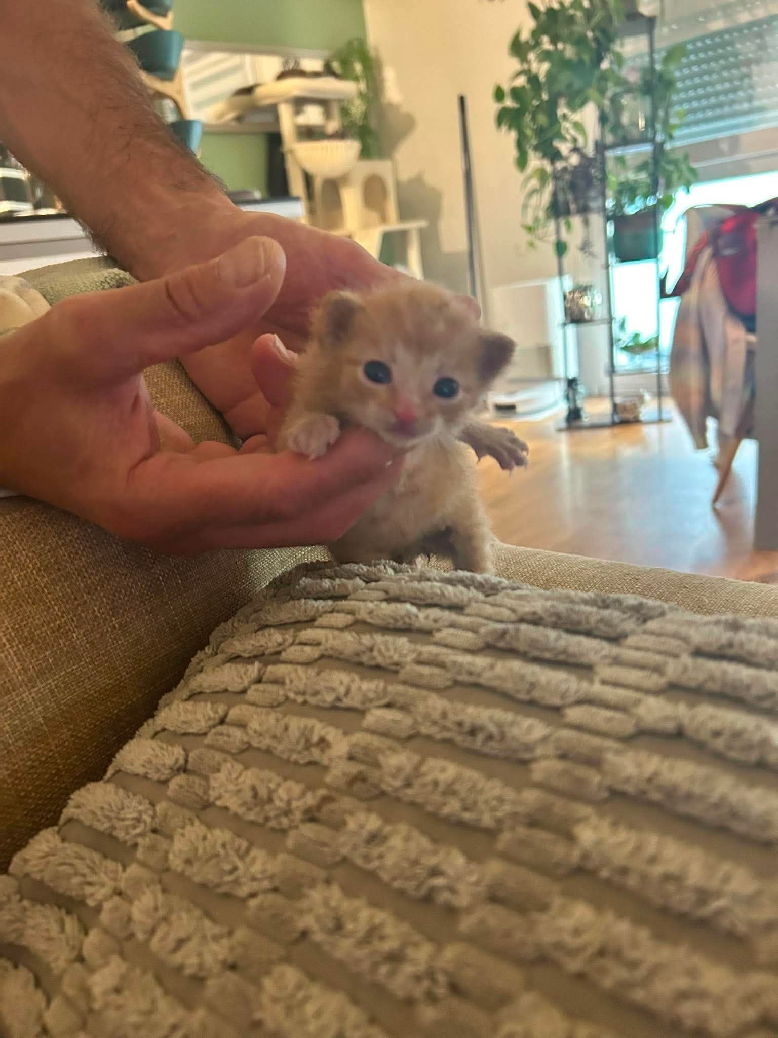 ⚠️ IL N'EST PAS À L'ADOPTION