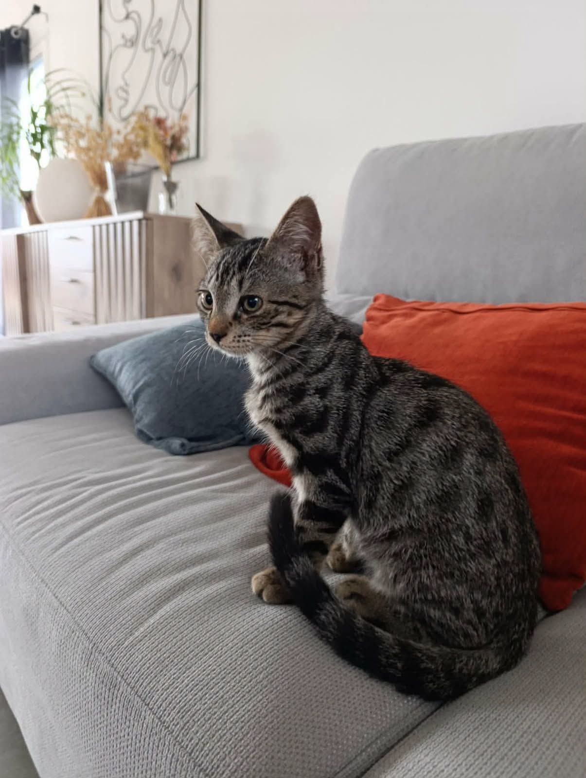 ⚠️ Il a été adopté 😺