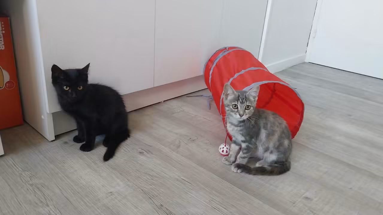 ⚠️ ils  sont à l'ADOPTION, mais double 😺