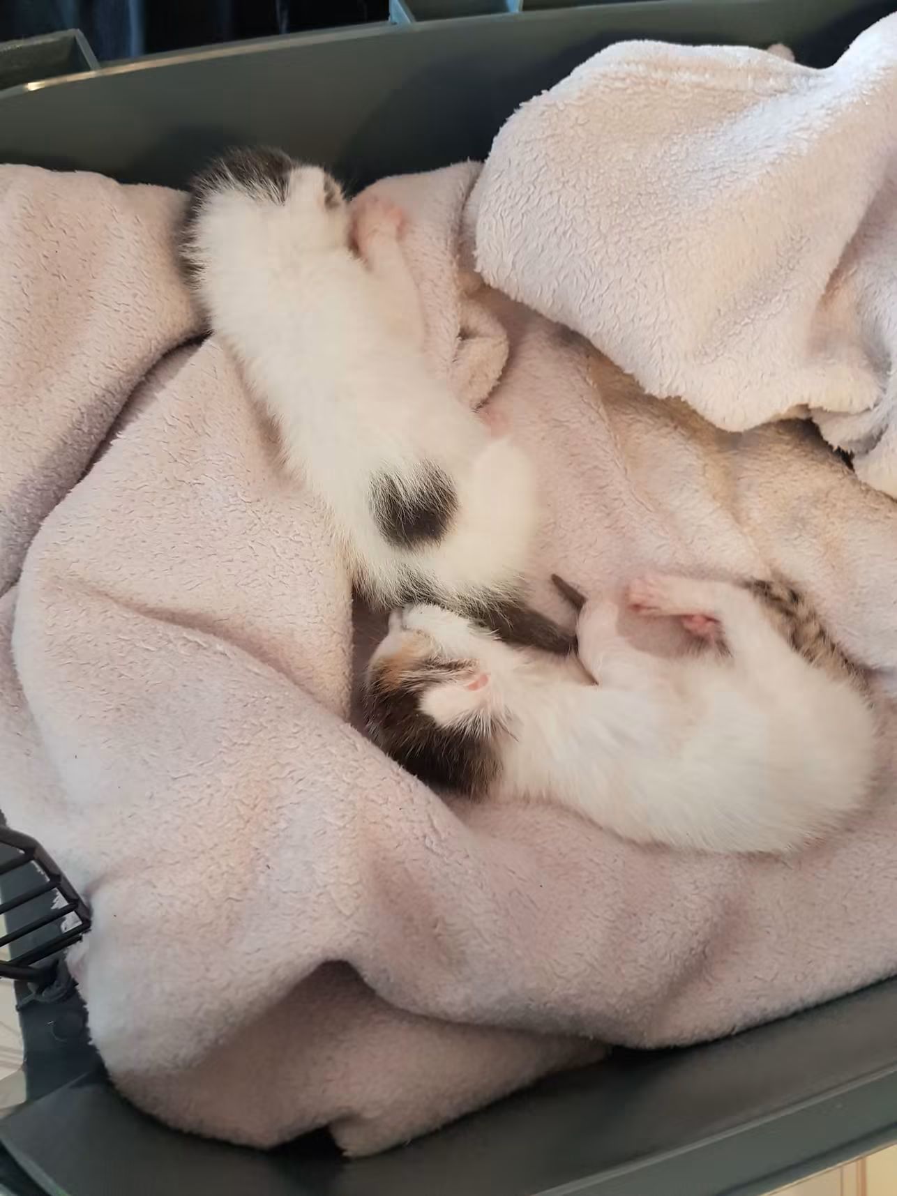 Nouvelle prise en charge ce jour,  2 petits loulous microscopiques 😿