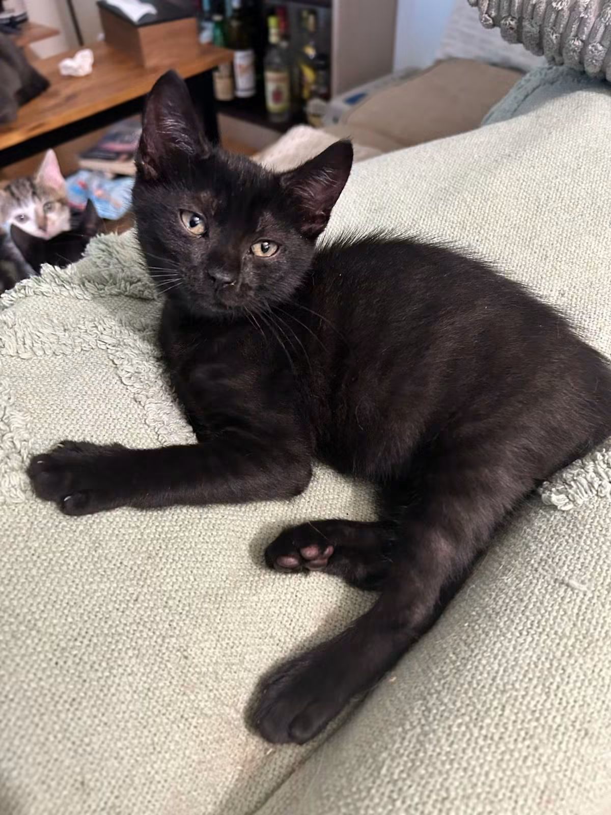 ⚠️ Il a été adopté 😺