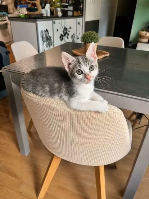 ⚠️ Elle a été adoptée 😺