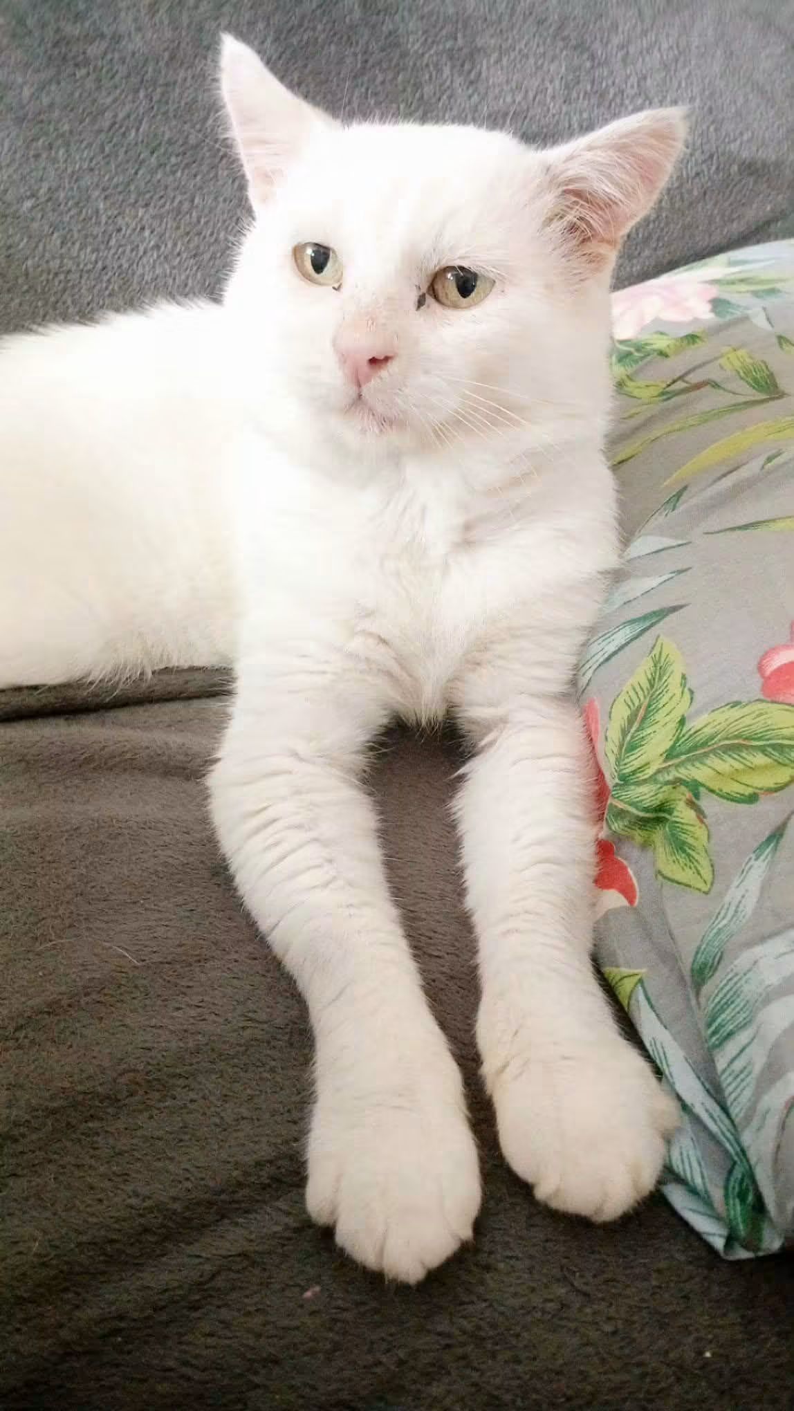 ⚠️ Il a été adopté 😺
