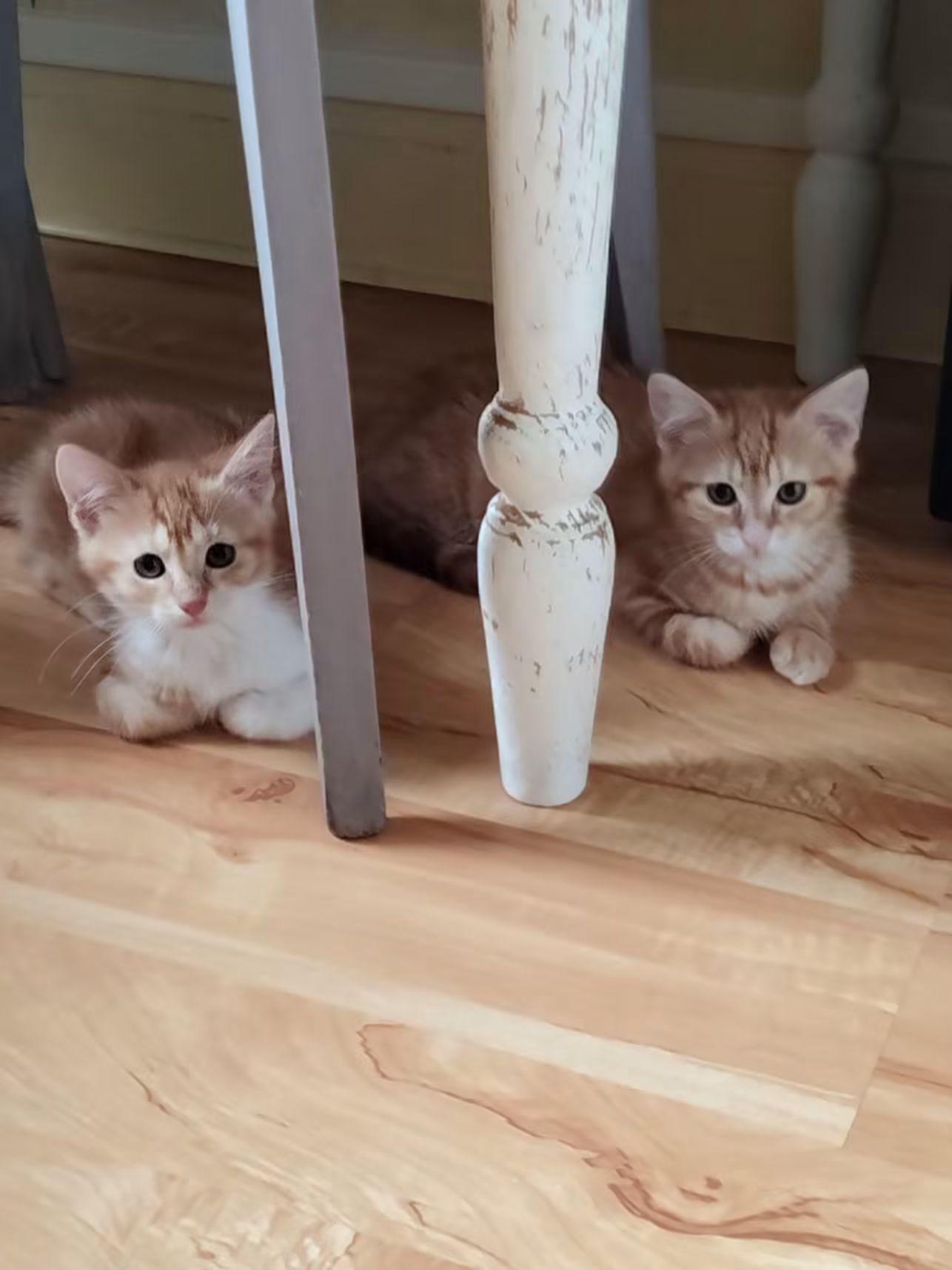 ⚠️ Ils ont été adoptés 😺