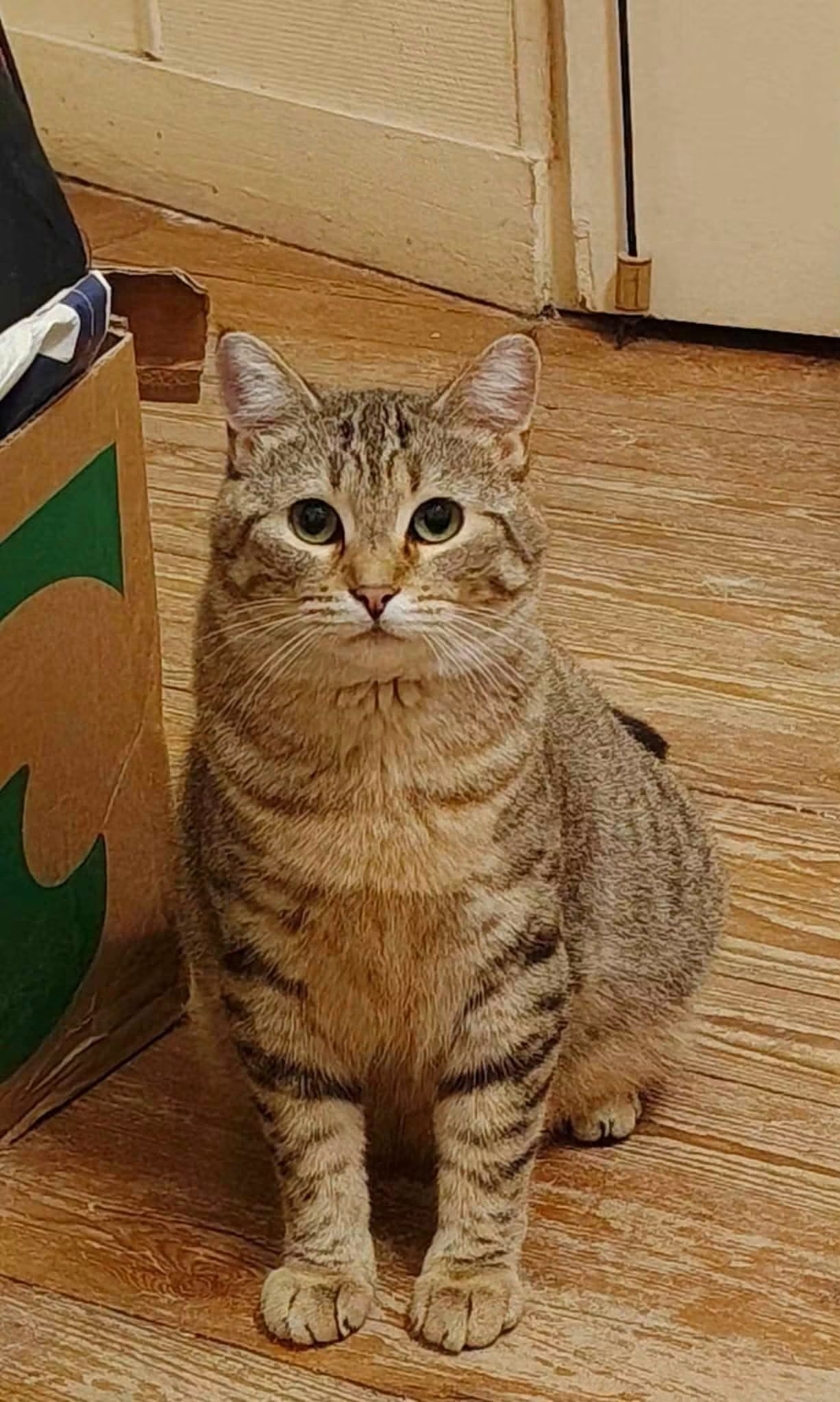 Hier c'est Nala qui a été adoptée