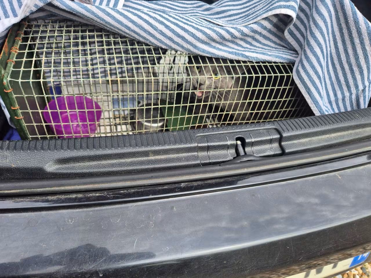 c'est au tour de la maman des chatons
