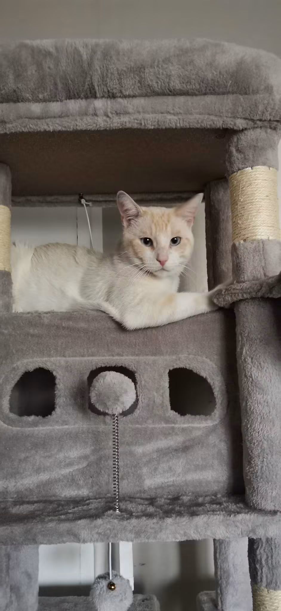 ⚠️ Il a été adopté 😻
