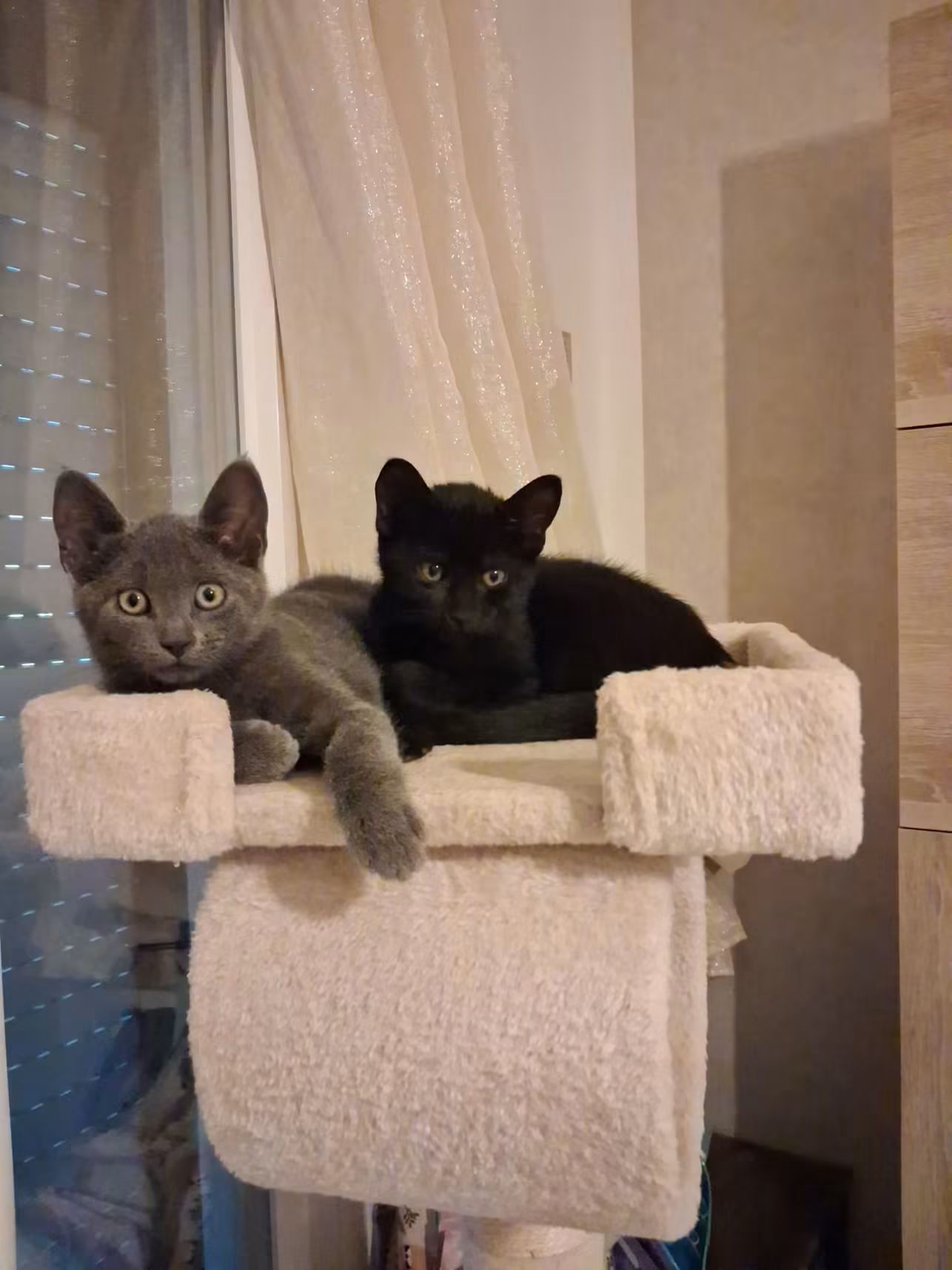⚠️ Ils ont été adoptés 😺