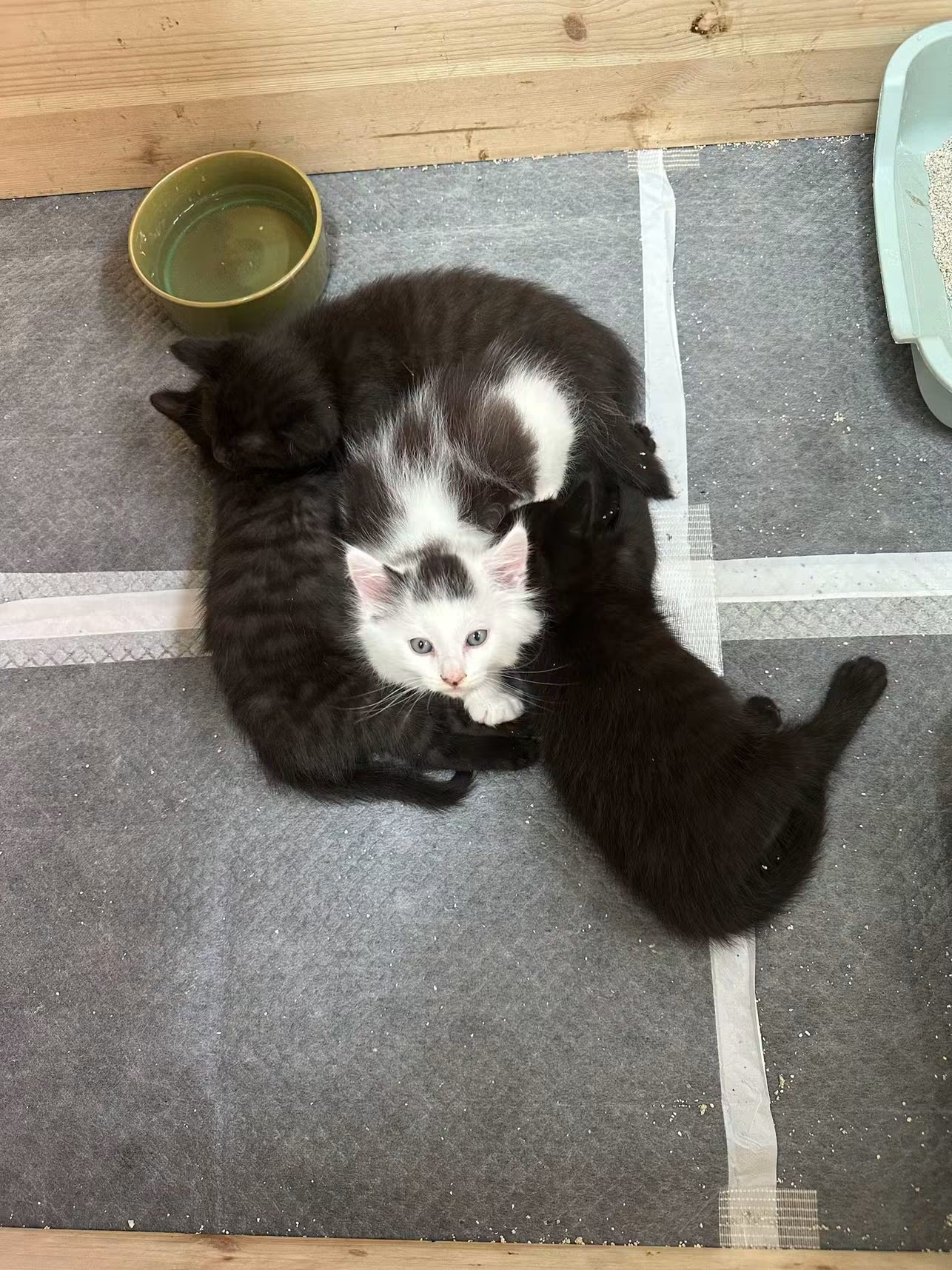 ⚠️ Ils ne sont pas à l'adoption pour le moment.