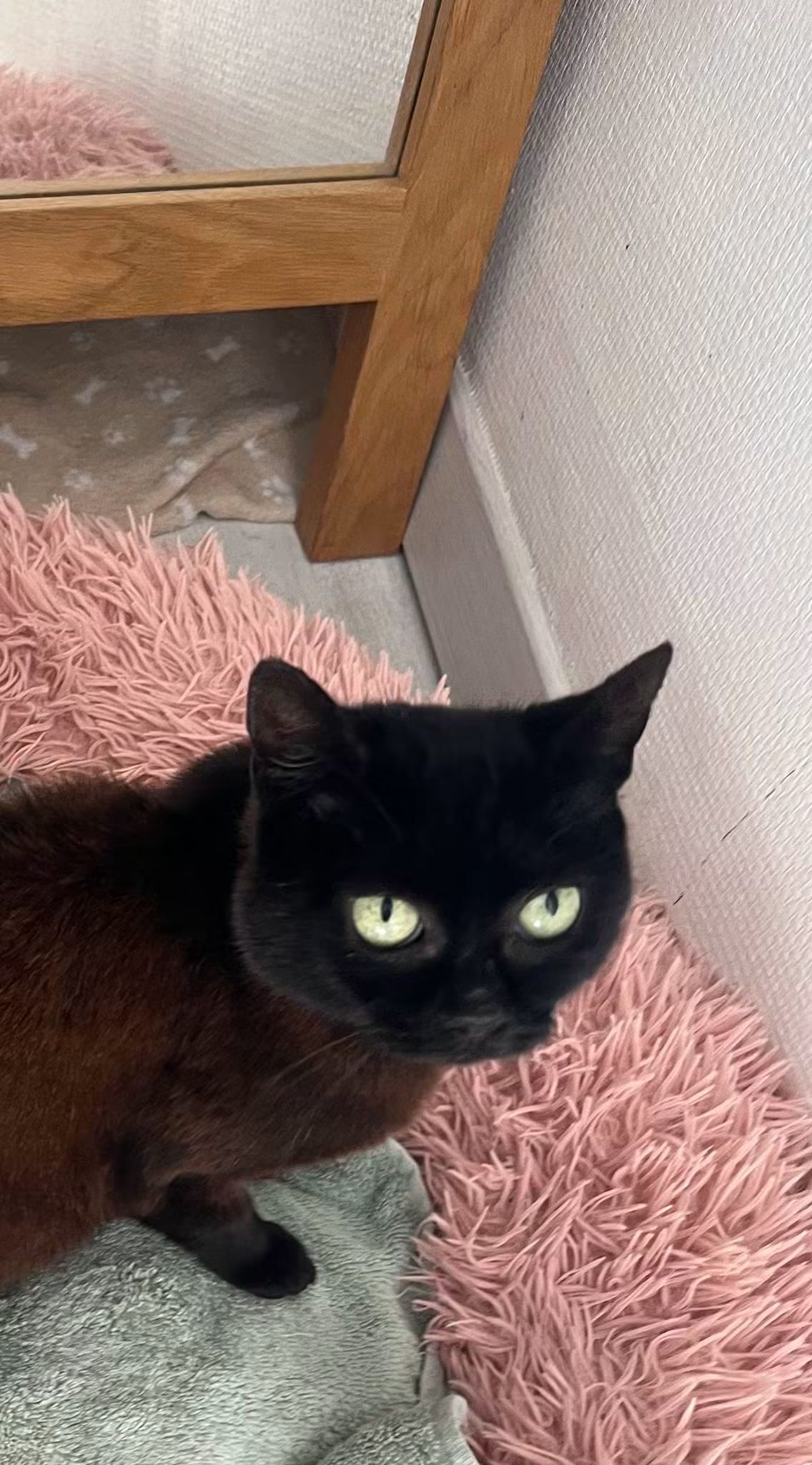 Elle a été adoptée 😺