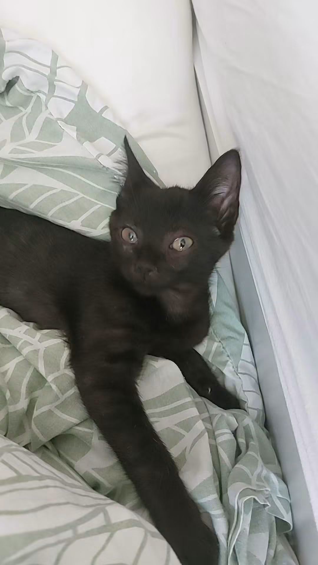 Hier c'était au tour de Mowgli