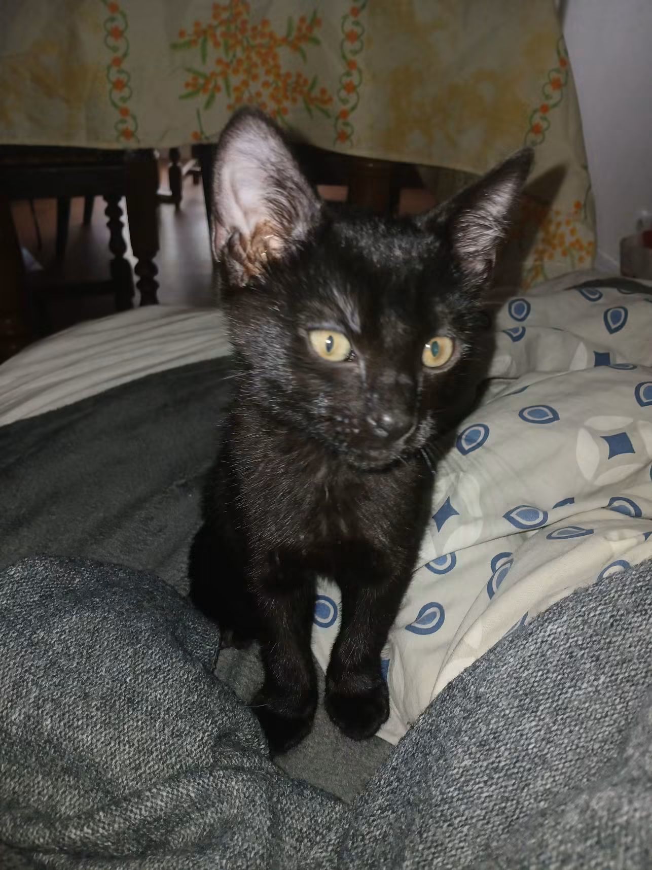 Aujourd'hui c'est Shadow