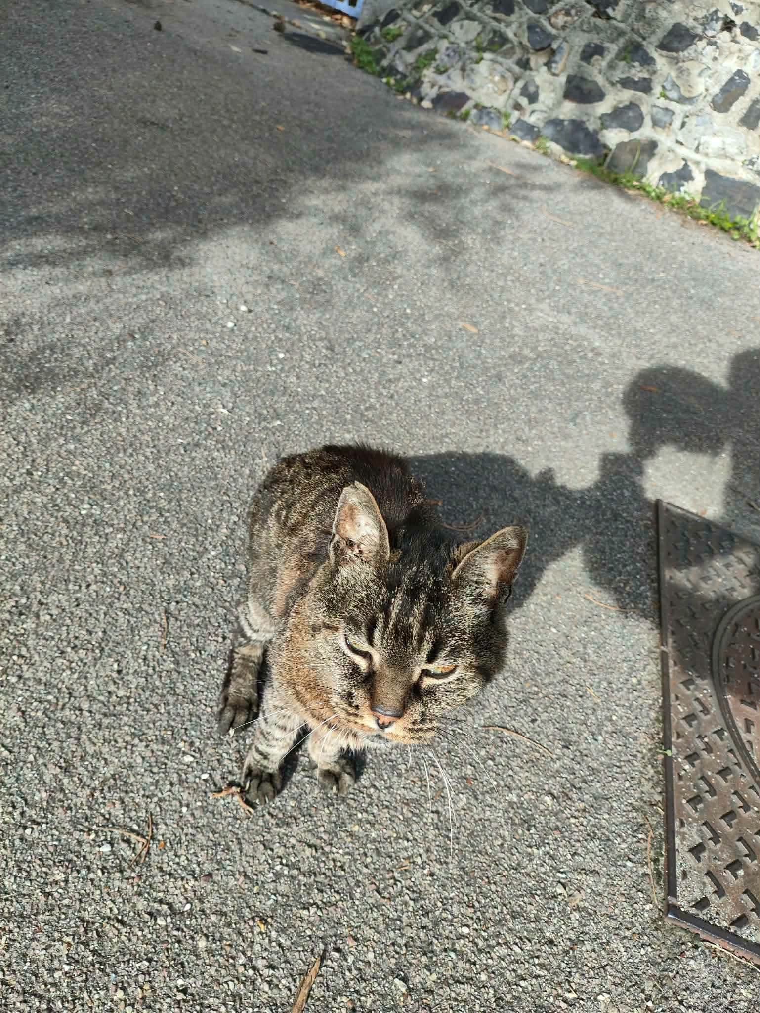 À qui est ce chat 🤔