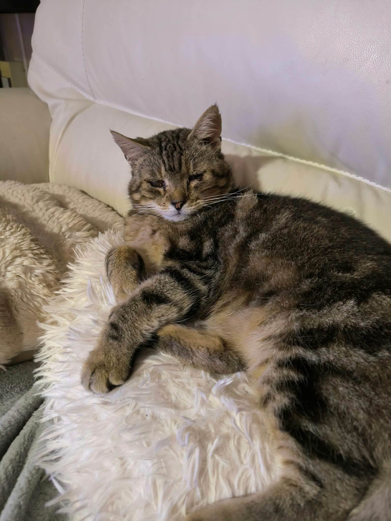 ⚠️ Le chat est identifié...