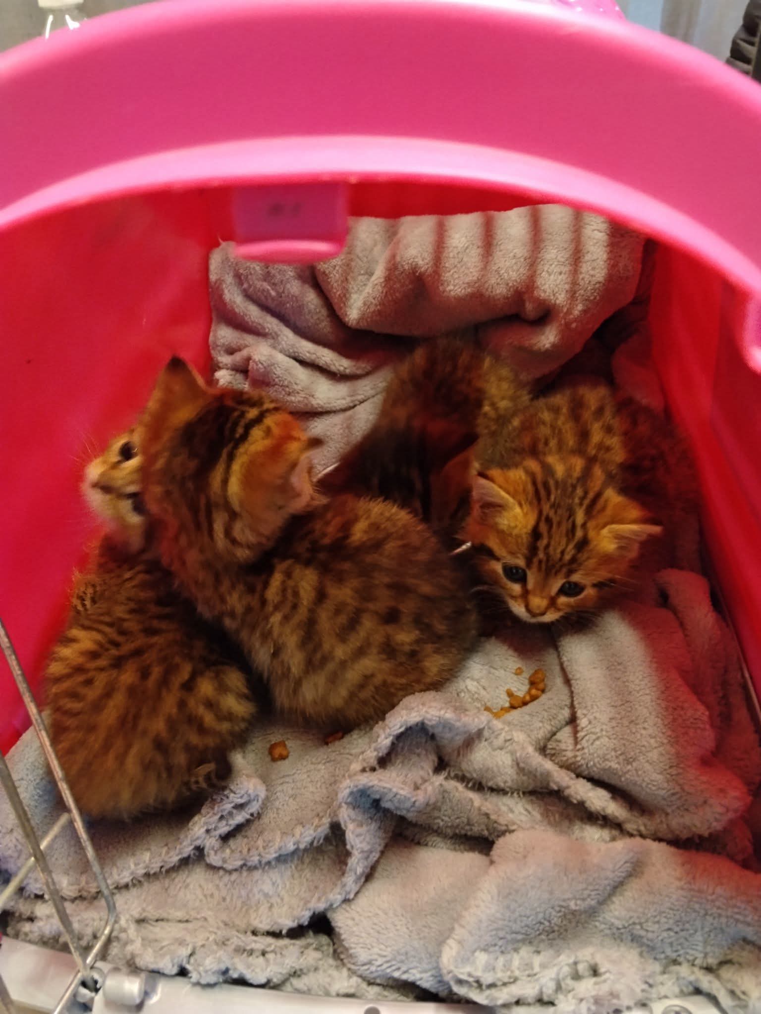 ⚠️ Ils ne sont pas à l'adoption !