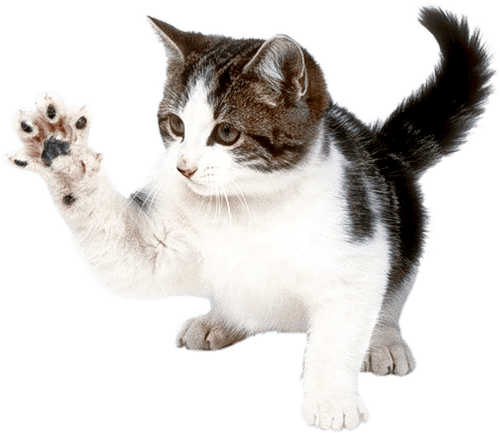 Chat démoniaque