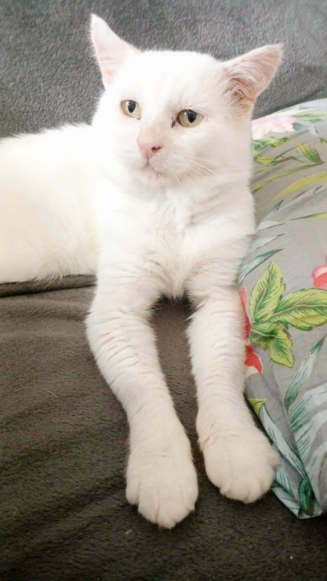 Thor
