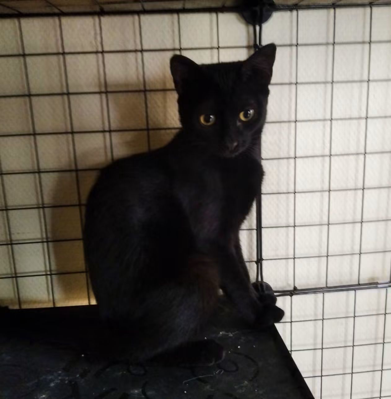 Bagheera