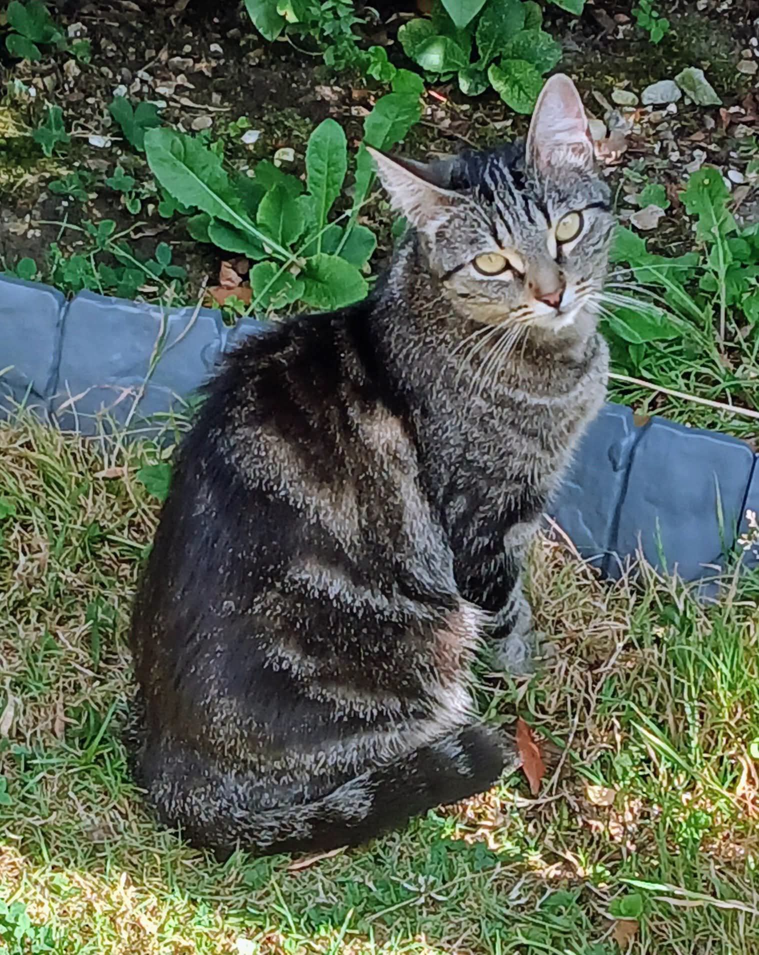 Maya