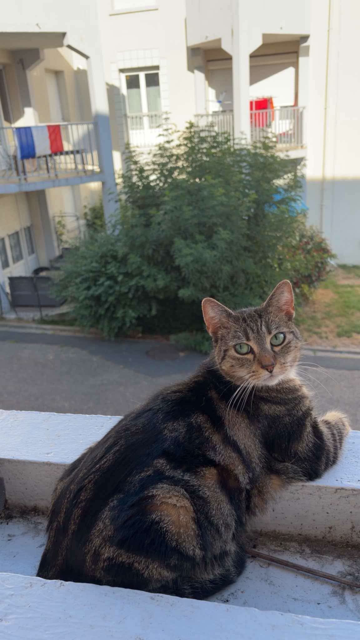 Chat perdu