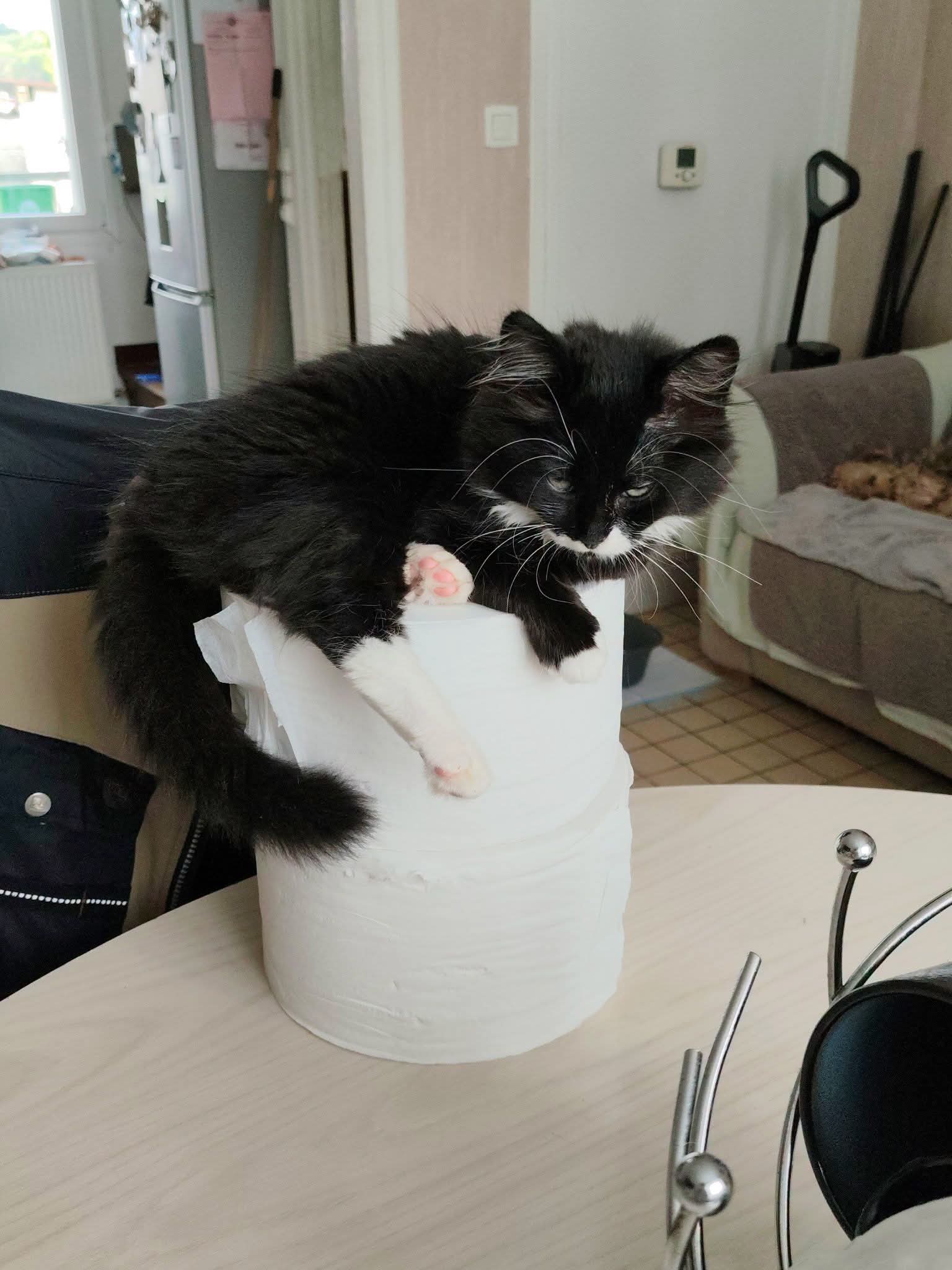 Coton