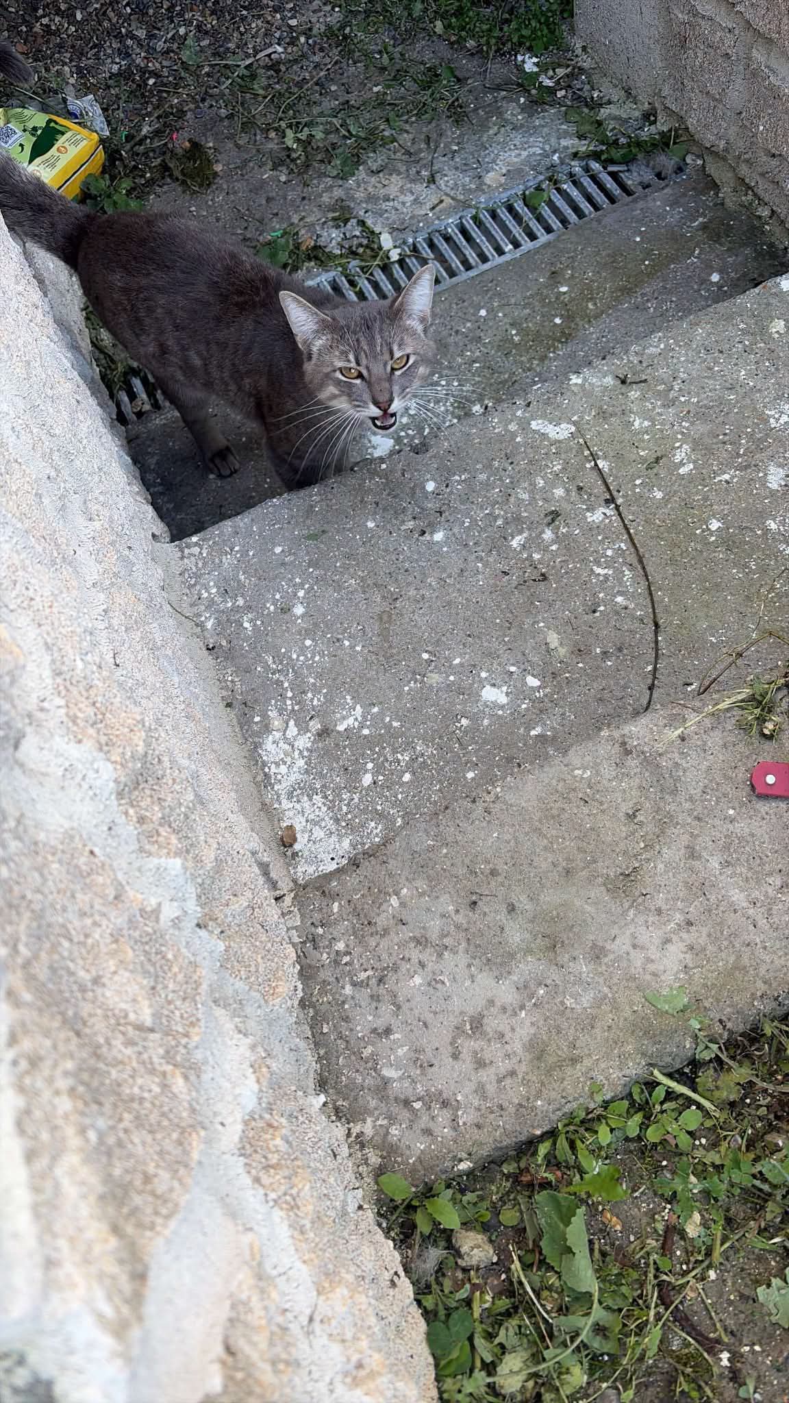 Chat trouvé
