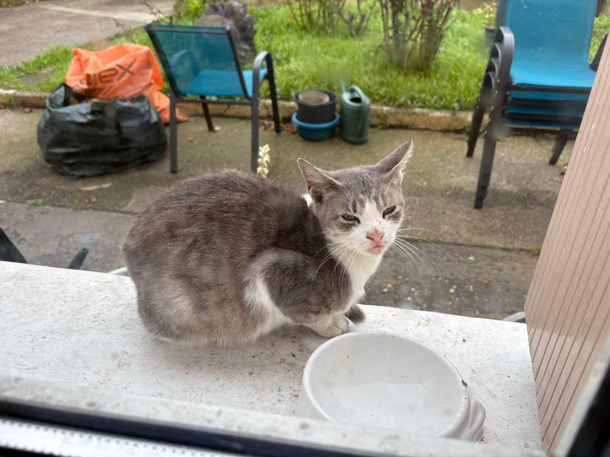 Chat trouvé