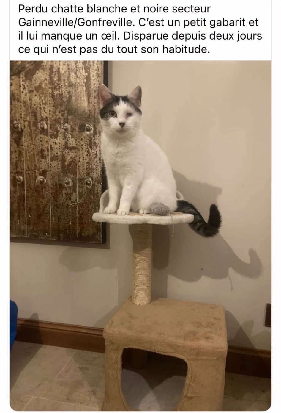 Chat perdu