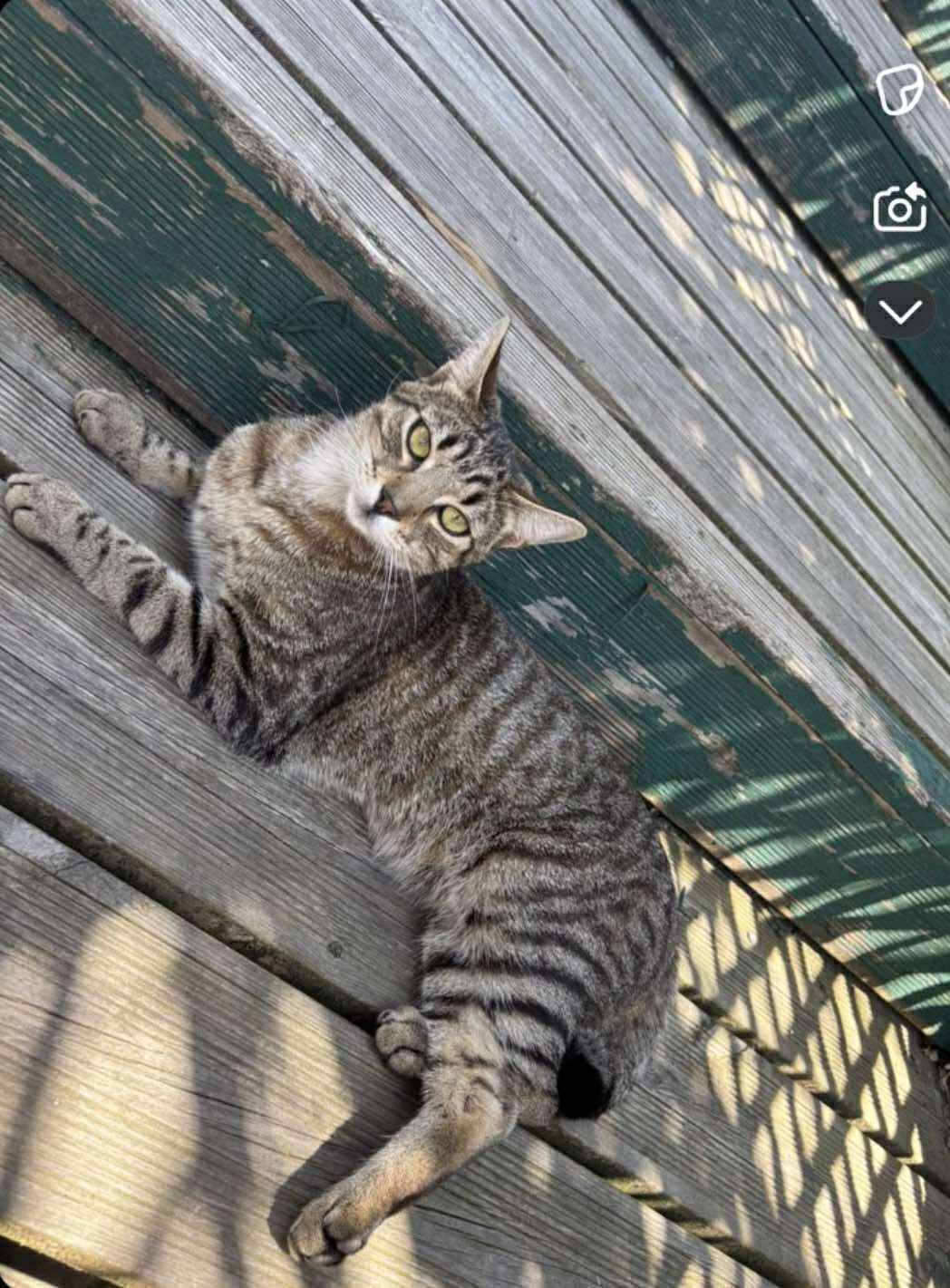 Chat