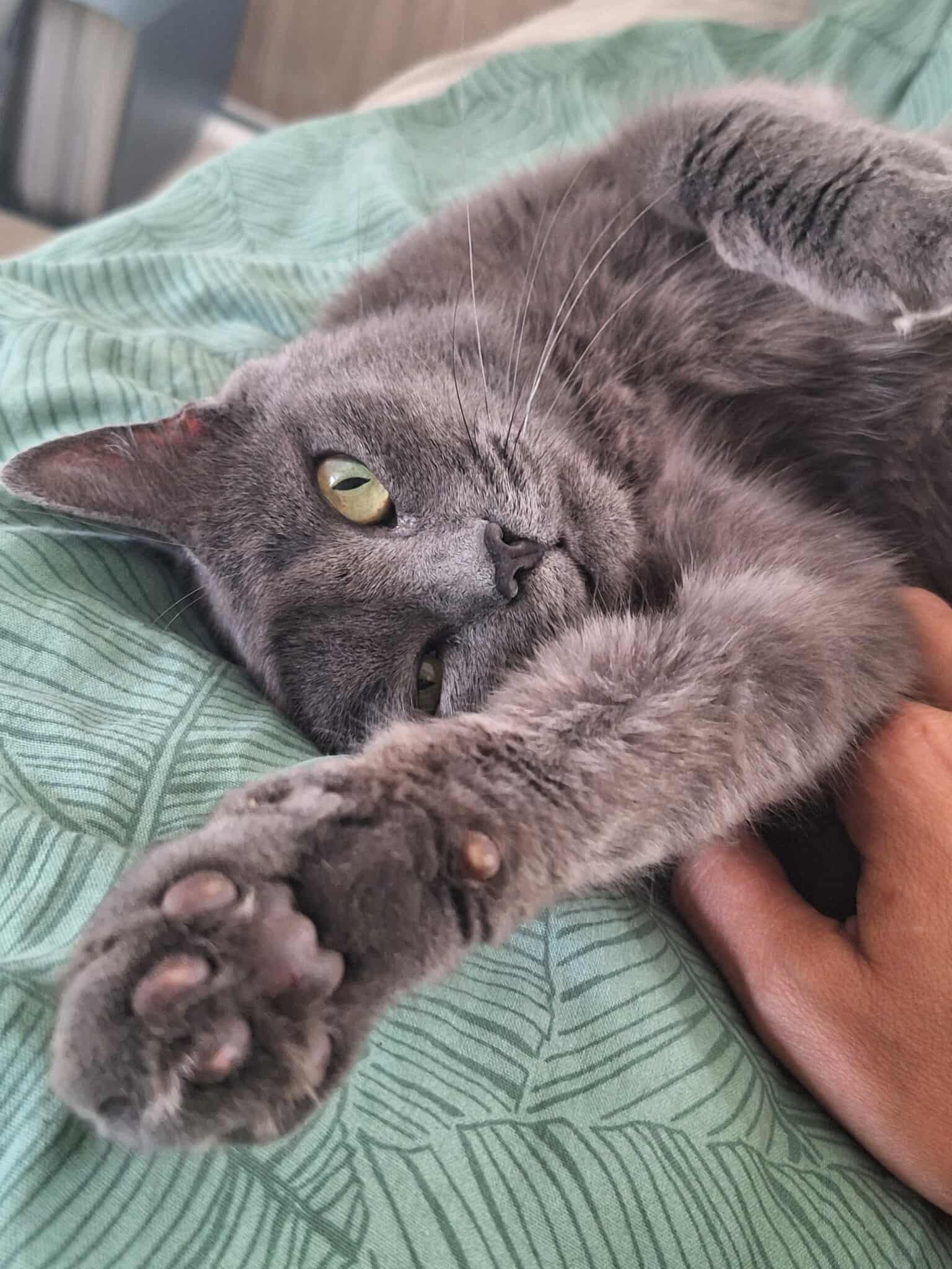 Chat