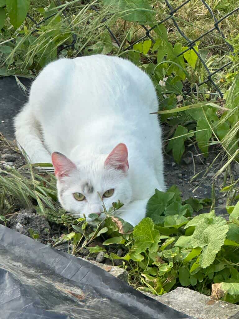 Chat