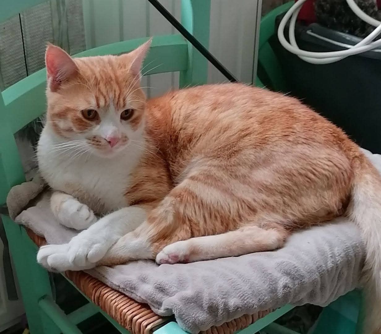Chat