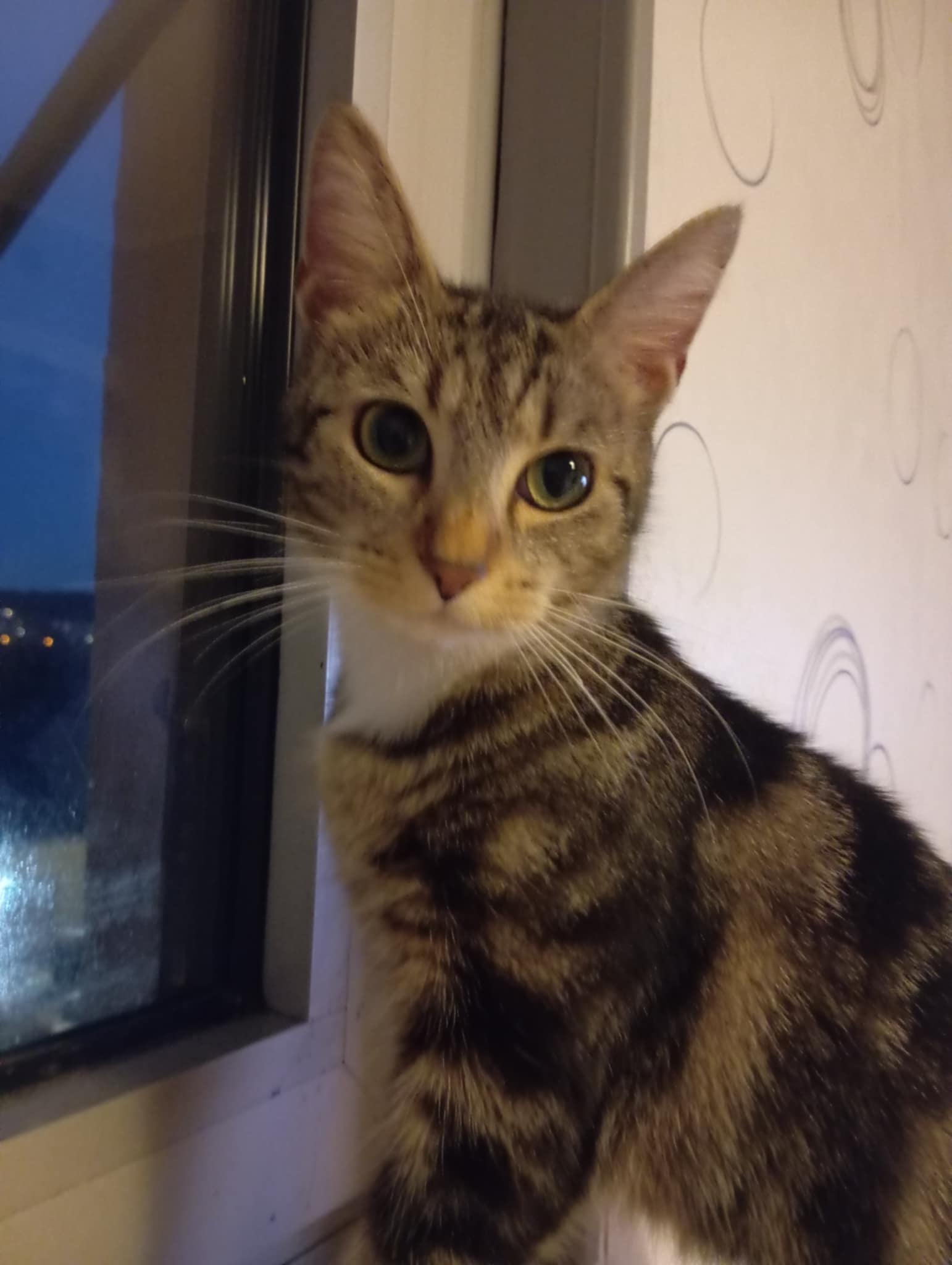Chat