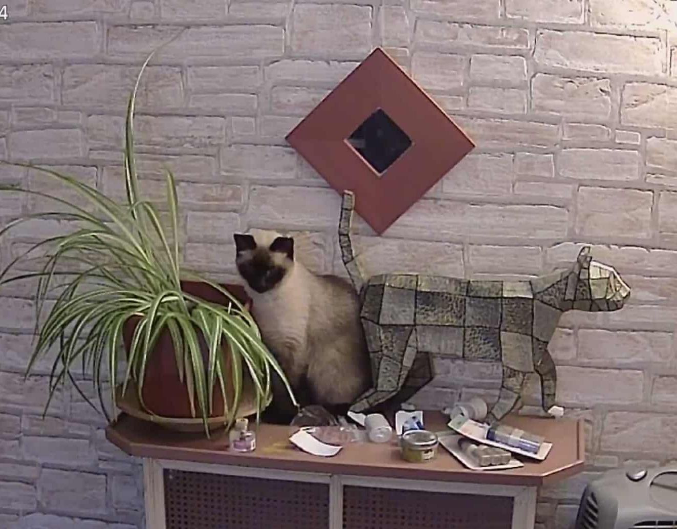 Chat