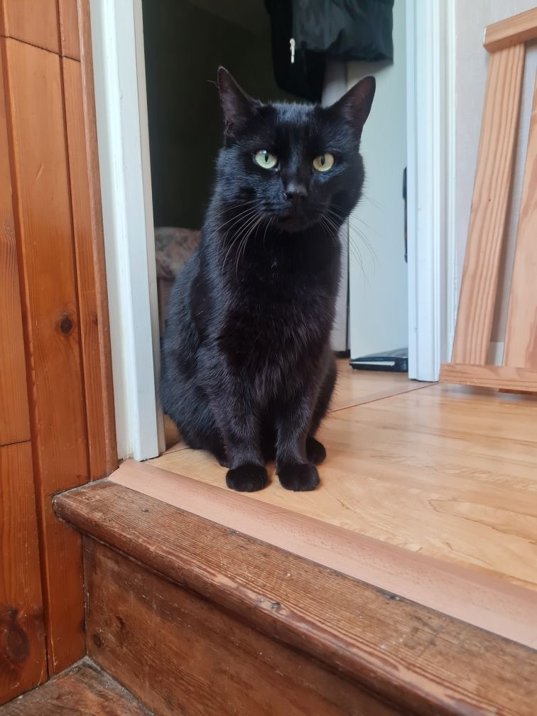 Chat