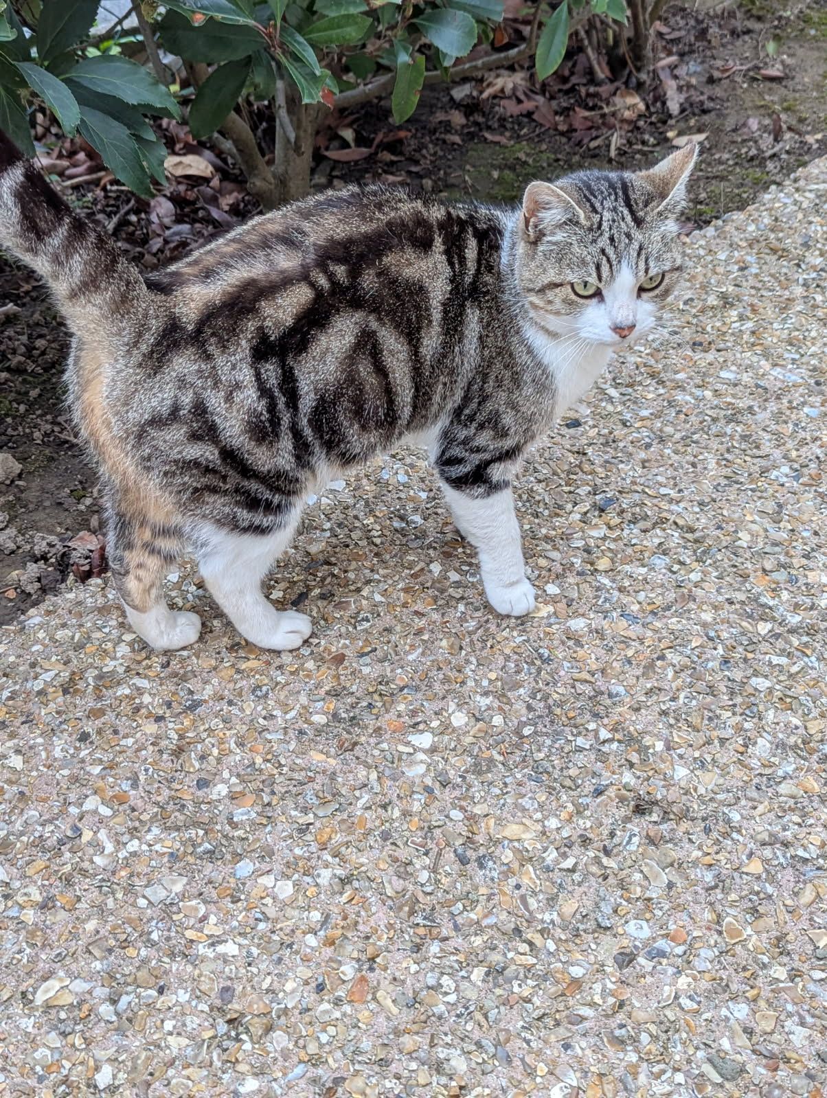 Chat